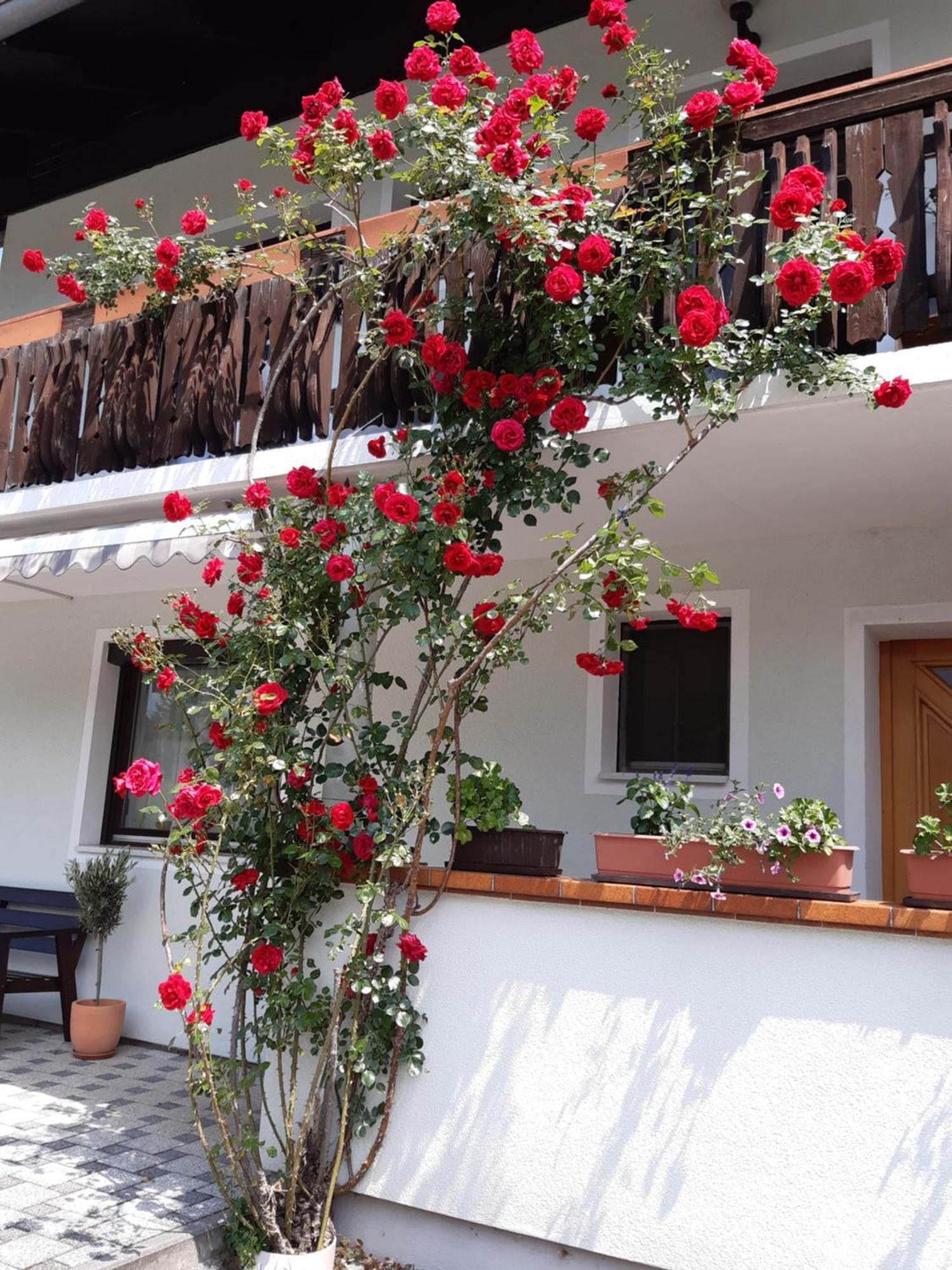Pension Stausee Sankt Jakob im Rosental Luaran gambar